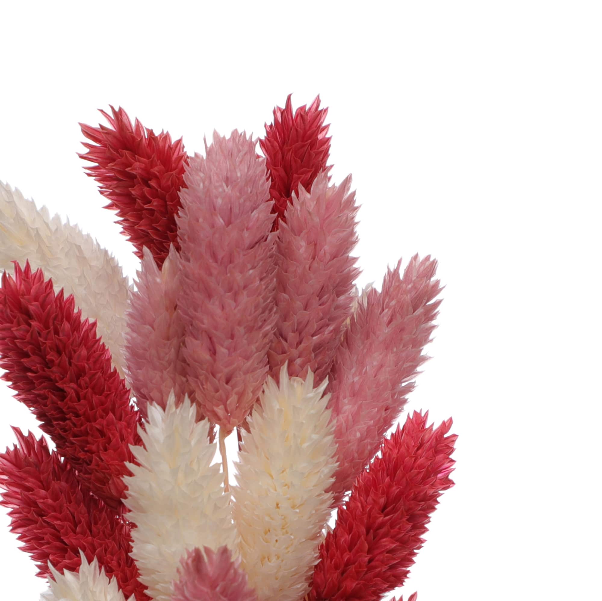 Red & Pink Canary Grass Dried Mini Bundle by Ashland®